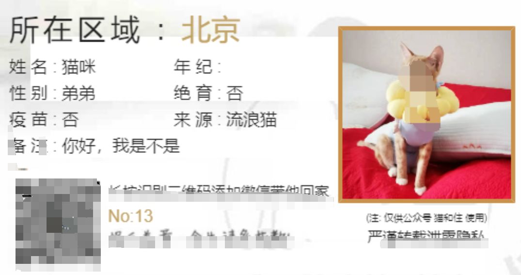 流浪猫流浪狗领养源码